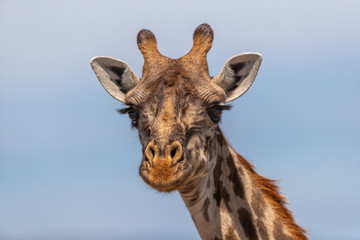 Naklejka premium Żyrafa
