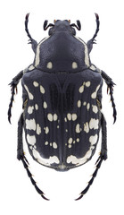 Beetle Oxythyrea cinctella on a white background