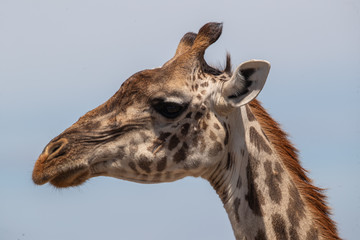 Fototapeta premium Giraffe