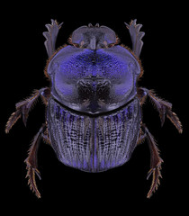 Beetle Phanaeus lancifer on a black background