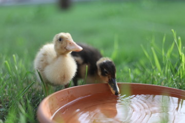 Two small ducklings drinking water from bowl © rastockinc