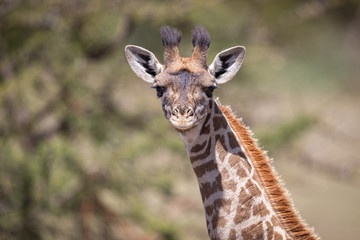 Giraffe