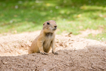 A Marmot in a Hole Looking Curiously