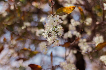 Nature Photos Plant Flowers Landscape