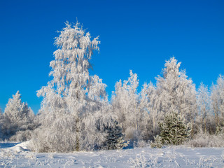 winter landscape with trees and blue sky