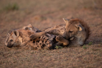 Hyena