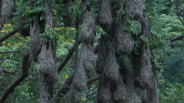 Hanging nests of Oropendola montezuma