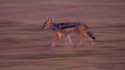 Jackal