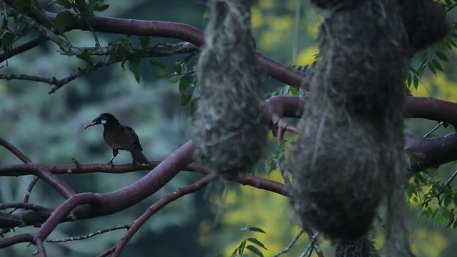 Hanging nests of Oropendola montezuma