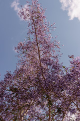 Nature Photos Plant Flowers Landscape