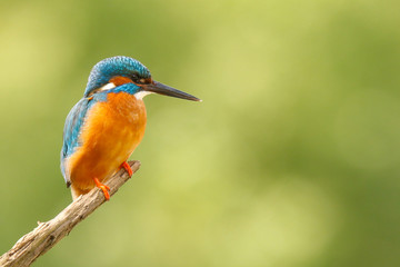 Obraz premium kingfisher on branch
