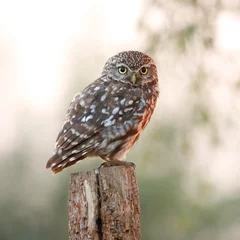 Poster little owl on fence © Anouk