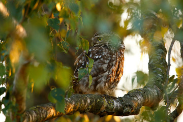 little owl in tree