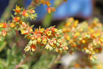 Echeveria flower in my garden