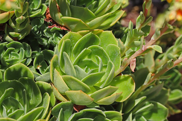 Obraz premium Echeveria kwiat w moim ogrodzie
