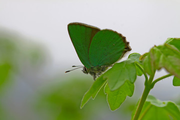 Emerald butterfly; Callophrys rubi