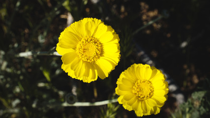 yellow flowers in garden