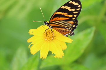 Borboleta Amarela
