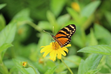 Borboleta Amarela