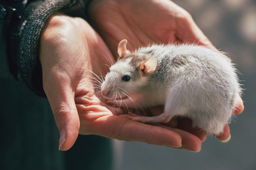 rat in nature in hands