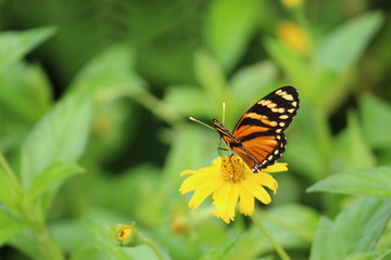 Borboleta Amarela