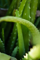 Fototapeta na wymiar green leaf with sun shine 