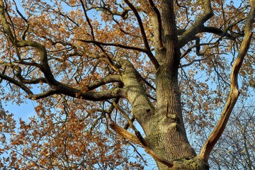 Fototapeta na wymiar A large oak tree in autumn forest