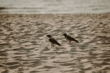 Crow flying low over sandy beach. Baltic sea