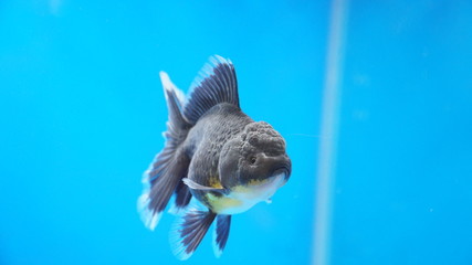 Black oranda goldfish