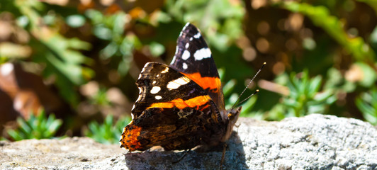 Vanessa cardui is a well-known colourful butterfly, known as the painted lady