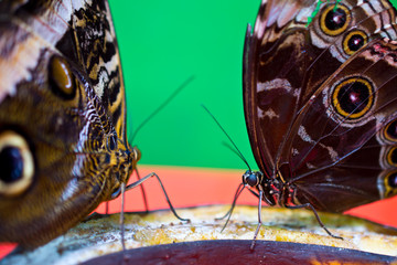 Caligo memnon, the giant owl or pale owl, is a butterfly of the family Nymphalidae.