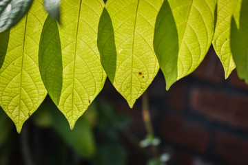 green leaves of a tree