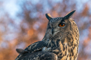 Portrait of a beautiful Eurasian Eagle owl (Bubo bubo) portrait. Blue and brown autumn bokeh background. Autumn forest. Noord Brabant in the Netherlands.