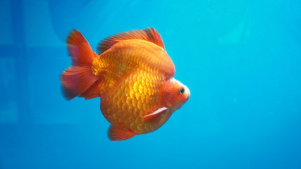 Ryukin Goldfish