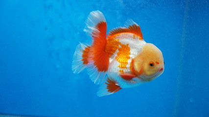 Oranda Goldfish
