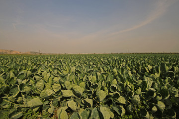 cabbage plant (Brassica oleracea)