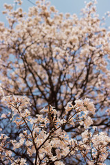 Nature Photos Plant Flowers Landscape