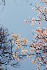 Nature Photos Plant Flowers Landscape