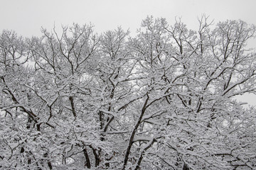 Winter Wonderland Snowy Treetops First big snowfall of the winter season has left all the branches covered with fluffy snow. Snow day. Winter storm.