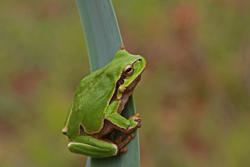 green tree frog (savignyi)