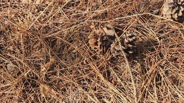 Background. Coniferous needles and cones in a pine forest. Many different big cones, needles and tall pines in the summer pine forest.
