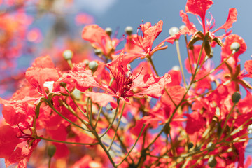 Nature Photos Plant Flowers Landscape
