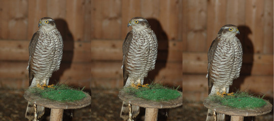 Eurasian sparrowhawk in the zoo - three options