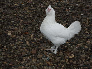 white beautiful chicken walks on the pebbles