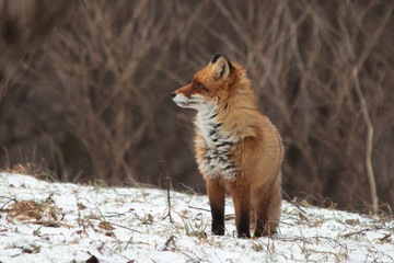 Cute fox stands in the snow and looks around
