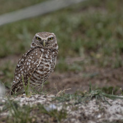Burrowing owls in the park