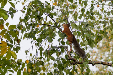 Squirrel climbs up in a tree