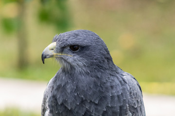 black-breasted eagle resting in his innkeeper