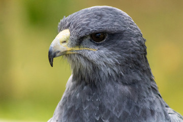 black-breasted eagle resting in his innkeeper