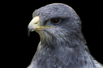 black-breasted eagle resting in his innkeeper